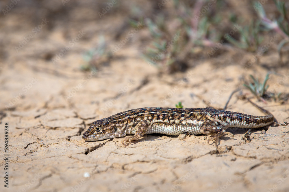 Steppe runner lizard or Eremias arguta close on dry ground Steppe runner lizard or Eremias arguta close on dry ground