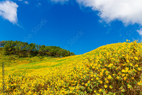 Beautiful Mexican Sunflower Yellow with Blue Sky at Mae hong son Thailand 