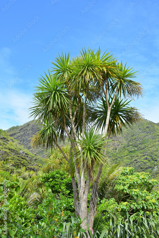 Vertical view of cabbage tree (Cordyline australis) with green hills in background