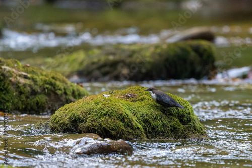 White-throated dipper or Cinclus cinclus on a mountain river