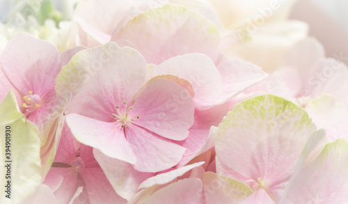 Background of pink flowers. Hydrangea or hortensia in blossom.