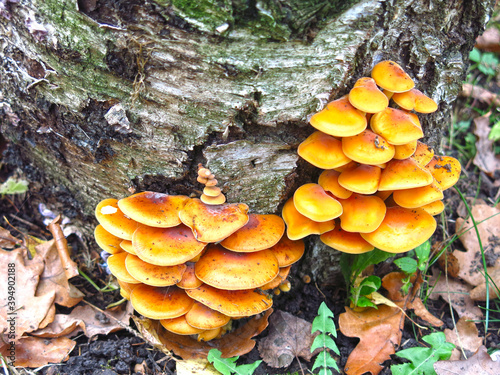 red mushrooms grow on a stump in autumn