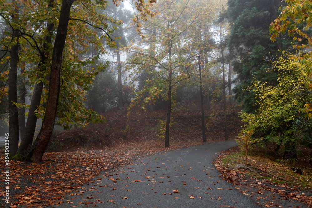 Autumn landscape with trees and Autumn leaves on the ground after rain Autumn landscape with trees and Autumn leaves on the ground after rain