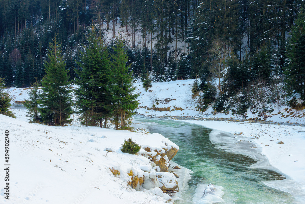 mountain river in winter. spruce forest on snow covered shore. cold sunny morning weather with clouds on the sky mountain river in winter. spruce forest on snow covered shore. cold sunny morning weather with clouds on the sky