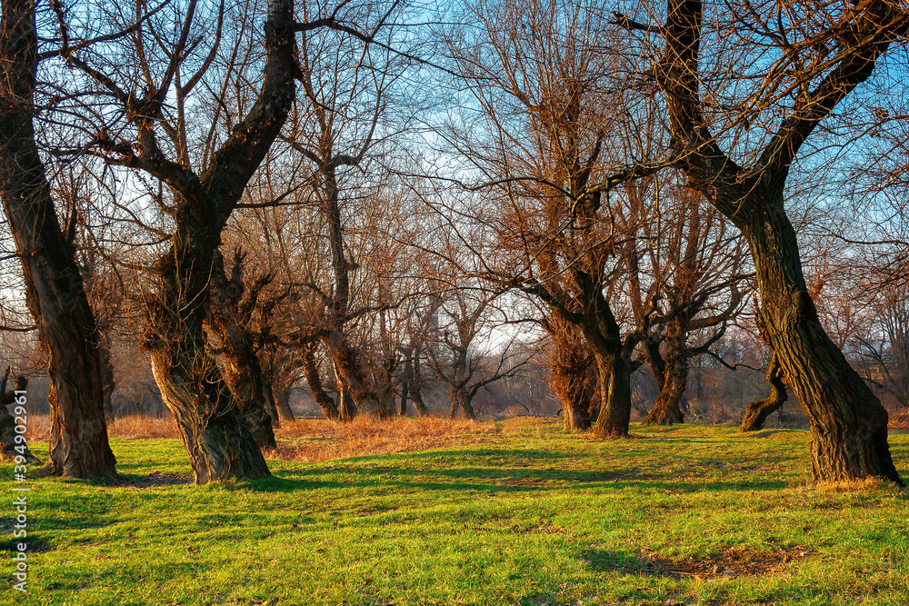leafless trees in the park at sunrise. green grass on the ground in morning light. calm nature scenery in springtime