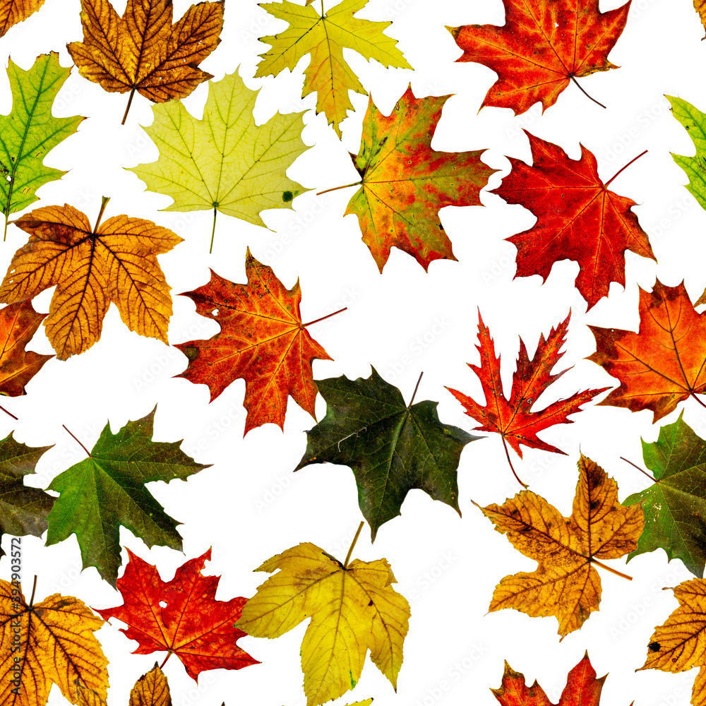 Leaf pattern seamless. Colorful maple foliage. Season leaves fall background. Autumn yellow red, orange leaf isolated on white. Leaf pattern seamless. Colorful maple foliage. Season leaves fall background. Autumn yellow red, orange leaf isolated on white.