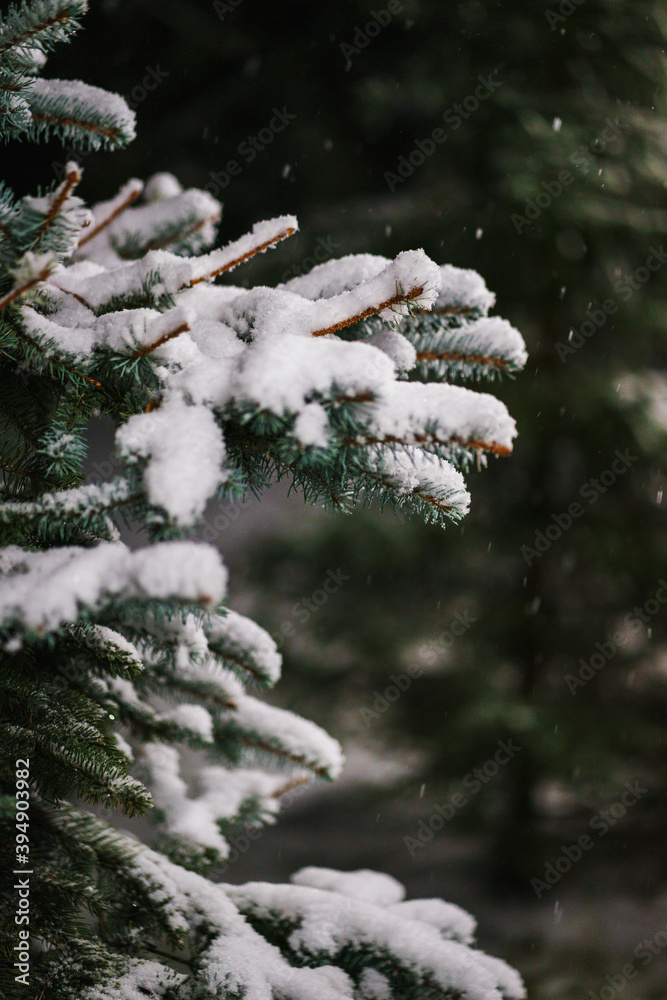 Branches of blue spruce with pure white snow on a cozy winter evening in the park.