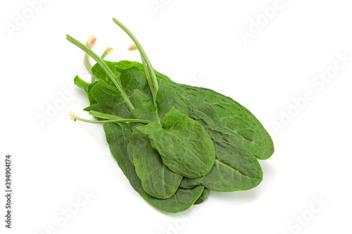 Sorrel herb leaf