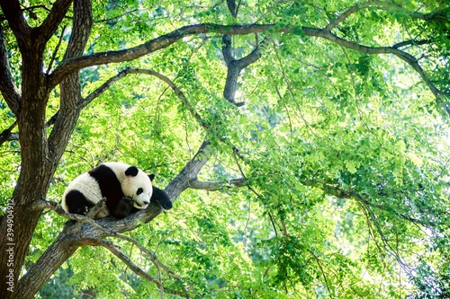 Obraz Adorable giant panda sleeping high on a huge green tree