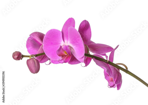 Beautiful orchid flowers on white background © Pixel-Shot