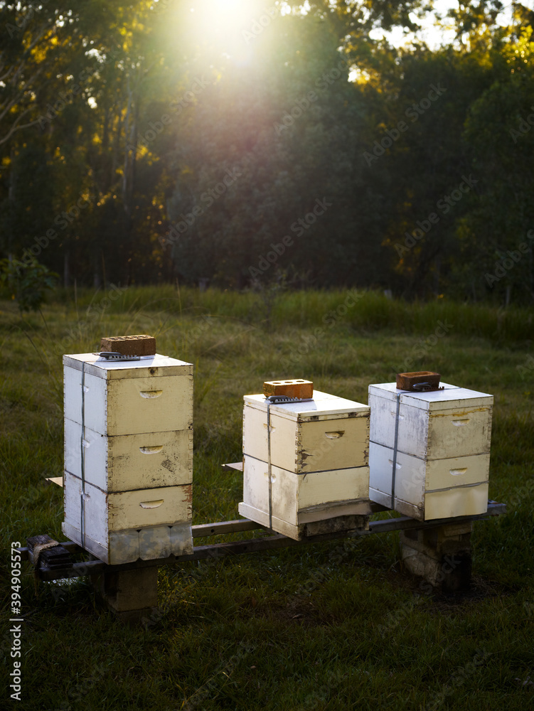Beehives in grassy field and late afternoon sun going down Beehives in grassy field and late afternoon sun going down