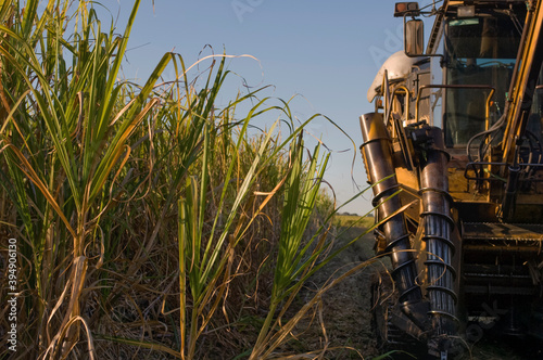 Close up of harvester driving next to mature sugarcane