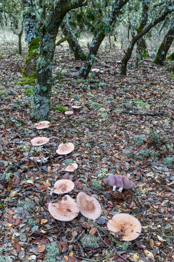 Lepista nuda. Blue foot mushrooms in an oak forest. Lepista nuda. Blue foot mushrooms in an oak forest.