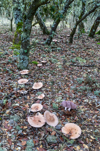 Lepista nuda. Blue foot mushrooms in an oak forest. photo