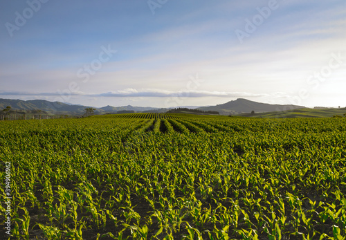 Looking across large maize field towards hills and blue sky photo