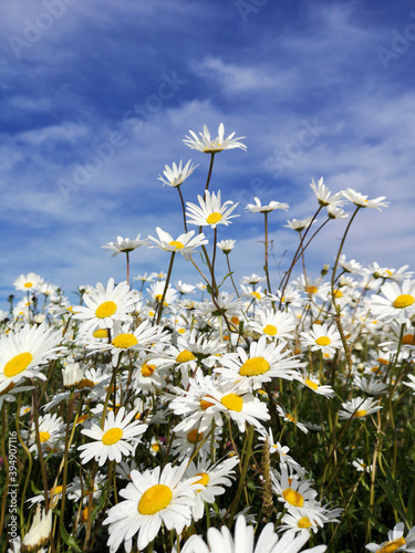 Beautiful oxeye daisies in a meadow - low angle view with a blue sky background in a vertical format. Beauty in nature concept. photo