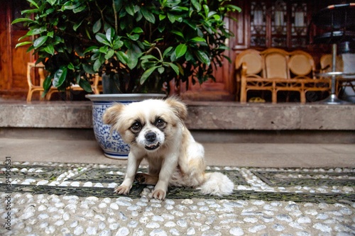 Small and eldery chinese dog sitting outside