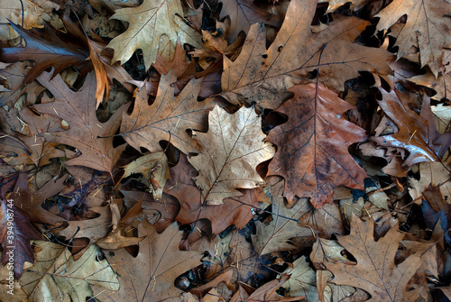 autumn leaves - background, texture of autumn oak leaves in a cold forest