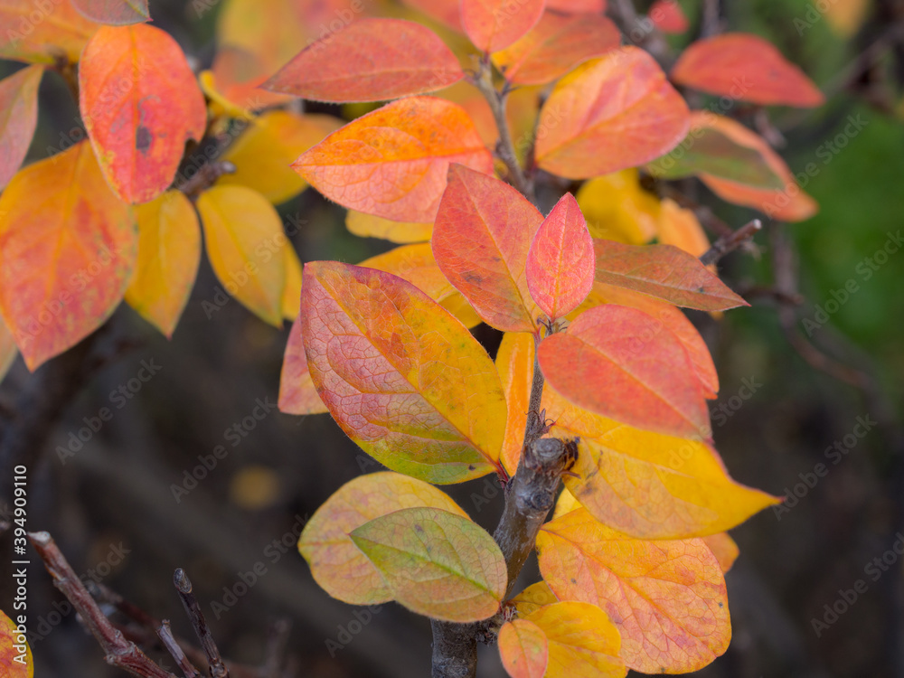 branch of chokeberry in autumn