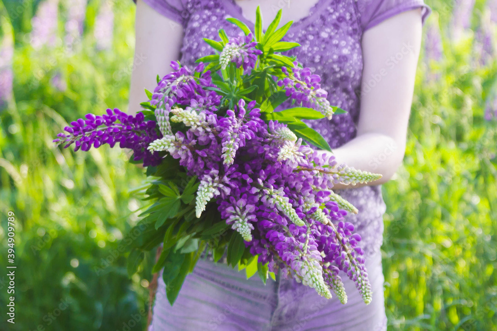 A young woman with a large bouquet of purple lupine flowers stands in a meadow. Lilac flowers in the hands of a girl in summer on a Sunny day. A young woman with a large bouquet of purple lupine flowers stands in a meadow. Lilac flowers in the hands of a girl in summer on a Sunny day.