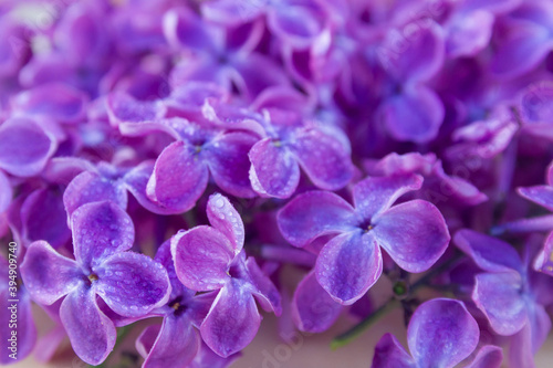 purple lilac flowers. Small drops of water on flowers and buds. Copy space. Background.