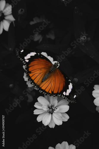 Photography monarch butterfly on a flower