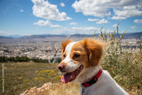 Fototapeta Naklejka Na Ścianę i Meble -  Cute dog on the top of the hill viewing Athens city