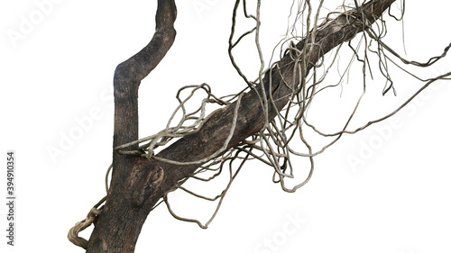 Messy jungle vines liana plant climbing hanging on jungle tree trunk and twisted around tree branch isolated on white background, clipping path included.