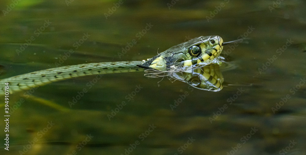 Fototapeta premium grass snake (Natrix natrix) also called ringed or water snake swimming in water