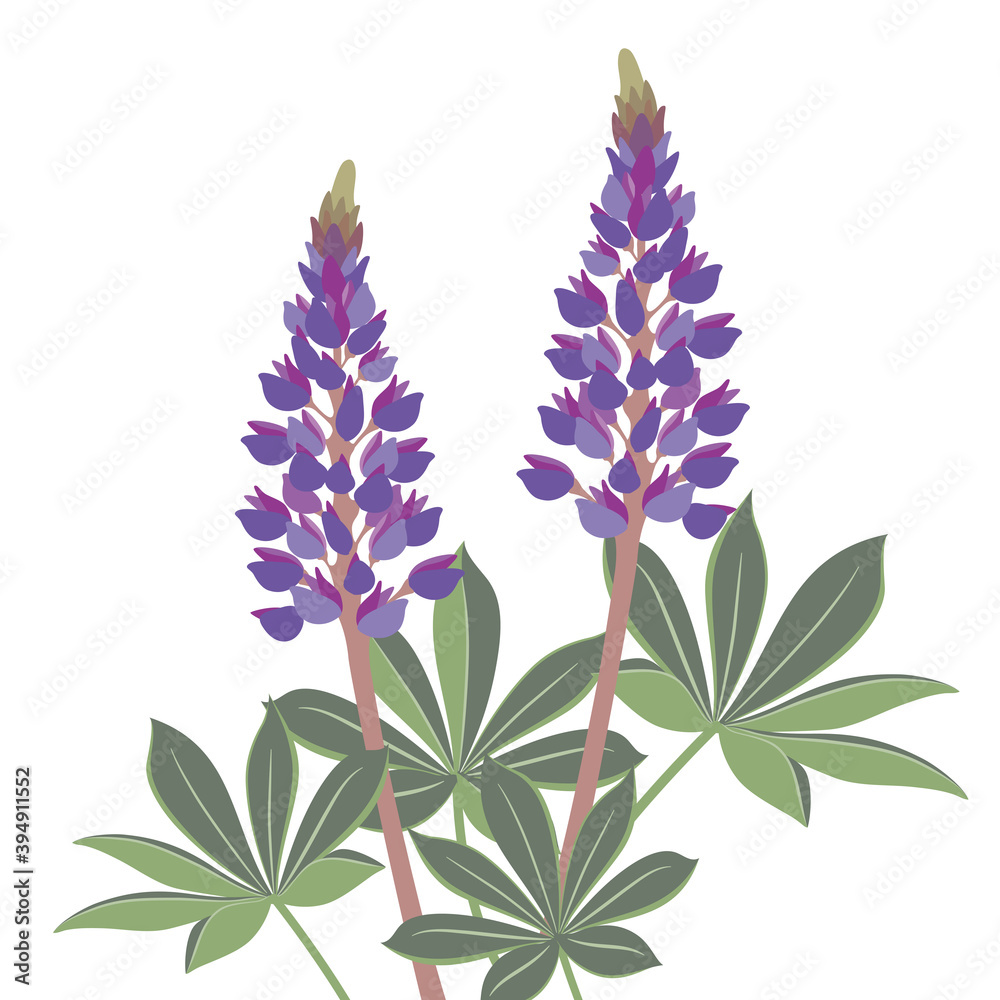 ルピナス 花 イラスト Stock Vector Adobe Stock