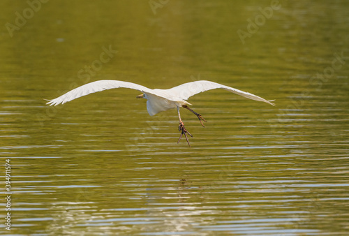 great egret (Ardea alba) alias common, large or great white egret or heron in flight with fishing line on foot