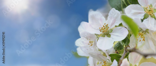 close on pretty white flowers of cherry tree blooming on sunny sky background