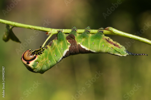 A stunning Puss Moth Caterpillar (Cerura vinulais) feeding upside down on an Aspen tree (Populus tremula) in woodland .