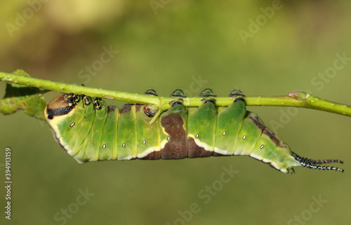 A stunning Puss Moth Caterpillar (Cerura vinulais) feeding upside down on an Aspen tree (Populus tremula) in woodland .