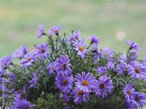 Bouquet of delicate autumn Aster flowers with seasonal blooming in the garden  closeup. Beautiful garden plant symphyotrichum novi-belgii with blue flowers.  Romantic floral pattern.