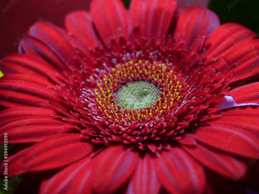close-up of red gerbera flower