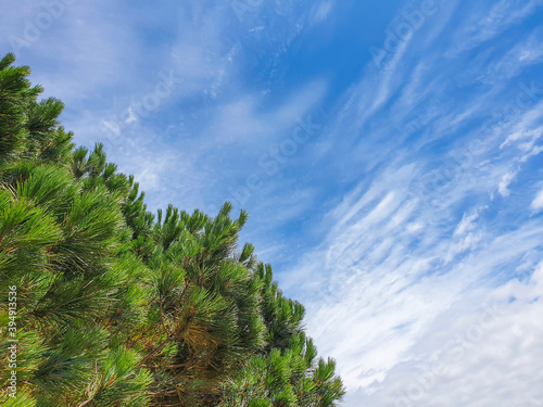 Pine trees and cloudy sky