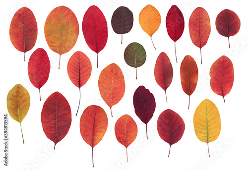 Set of real dry sumac leaves. Isolated autumn leaves clipart. Colorful autumn sumac leaves set. Colorful leaves herbarium.
