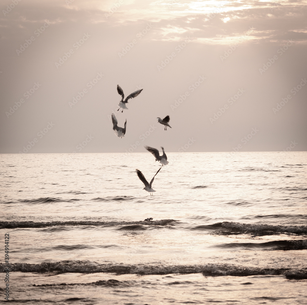 seagulls dancing over sea, monochrome