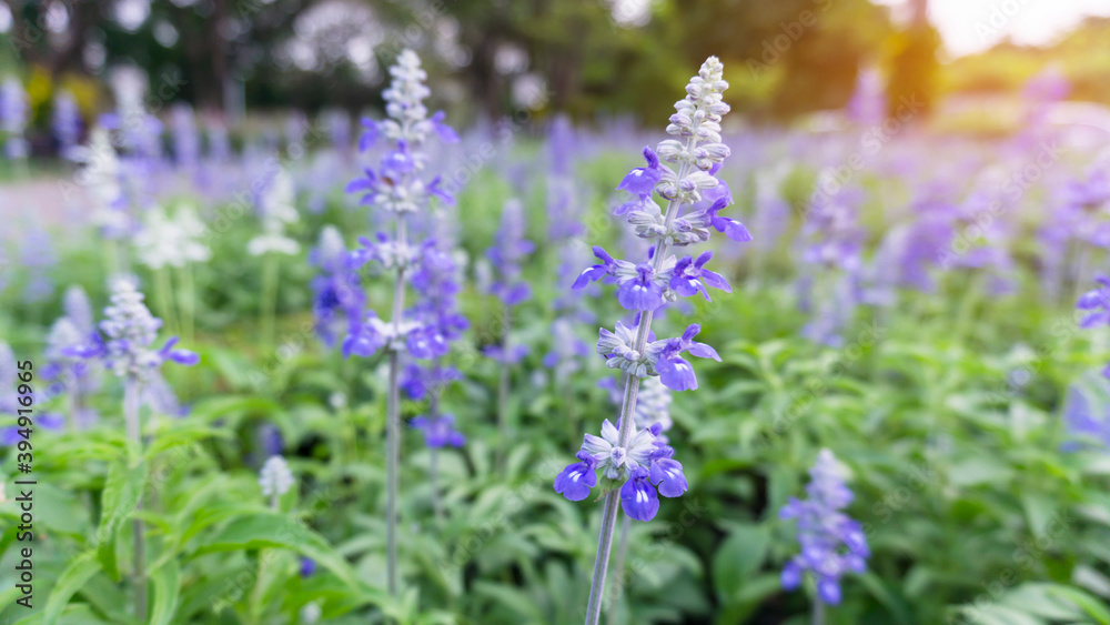 Fototapeta premium Blue Salvia plant in garden, blue petals on green leaf