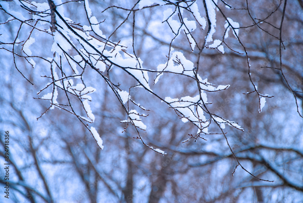 Obraz premium Closeup twig or branch of a tree covered with snow on a cold winter morning; concept of Christmas or New Year celebration (selective focus)