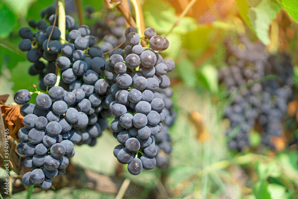 Bunches of black ripe grape on green leaf planting in vineyard farm 