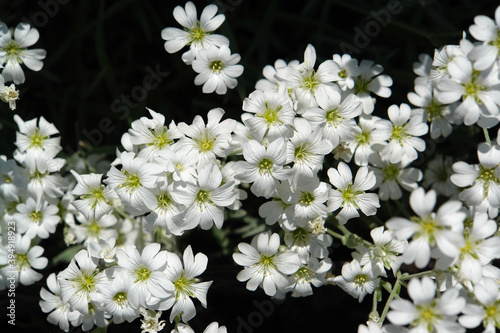 A close up of white notched flowers of Cerastium tomentosum (Snow-in-summer, mouse-ear chickweed) in the garden on a sunny day at early summer, selective focus, top view