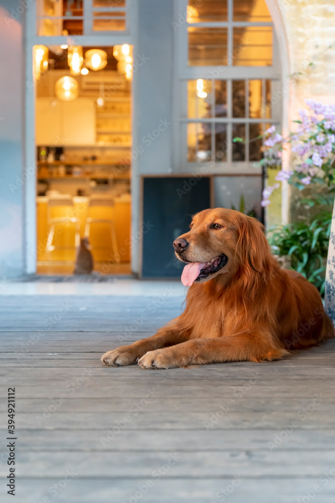 Golden Retriever lying on the floor and smiling