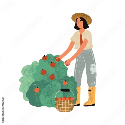 Female farmer in uniform picking fruits from bushes in the garden. Harvest gathering time. Woman working in the orchard. Flat textured vector illustration isolated on white background