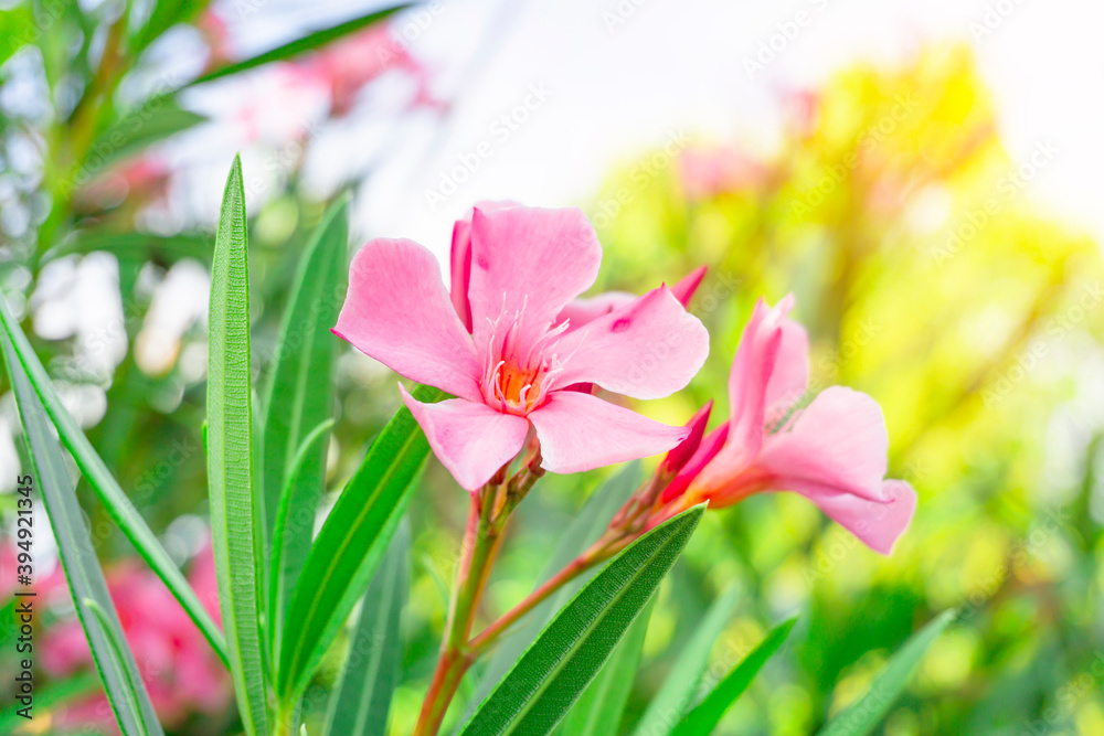 Obraz premium A bouquet pink petals of fragrant Sweet Oleander or Rose Bay, blooming on green leafs and white sky background