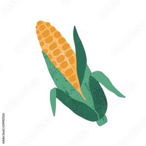 Whole corn cob with leaves isolated on white background. Sweet maize. Yellow seasonal vegetable. Hand drawn flat textured vector illustration, design element