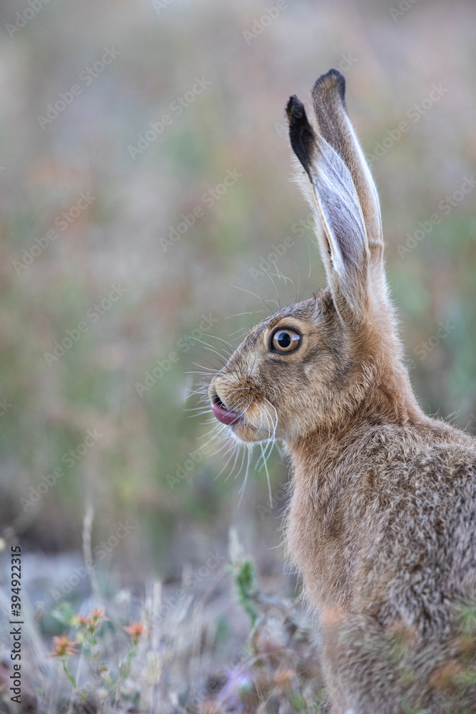 Fototapeta premium Lièvre d'Europe