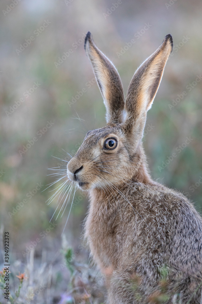 Fototapeta premium Lièvre d'Europe