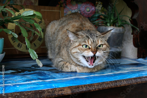 Aggressive, angry cat. The domestic cat is angry and growls.
